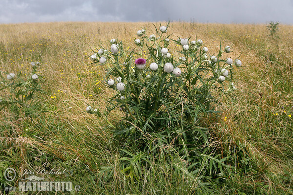 Pcháč bělohlavý (Cirsium eriophorum)