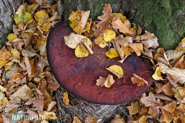 Pečeňovec dubový (Fistulina hepatica)