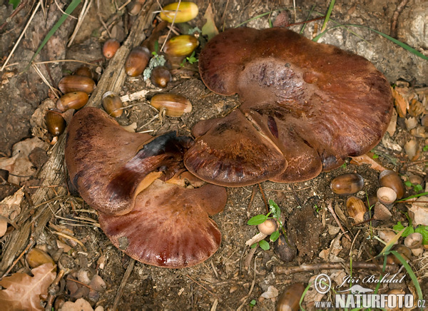 Pečeňovec dubový (Fistulina hepatica)