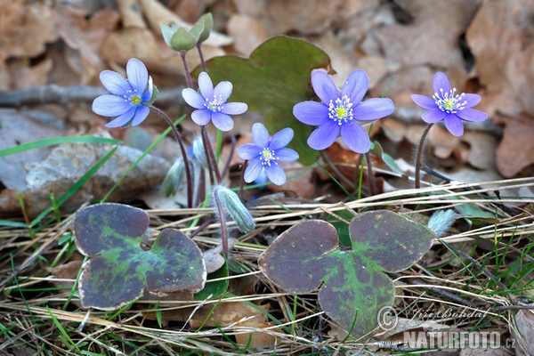 Pečeňovník trojlaločný (Hepatica nobilis)