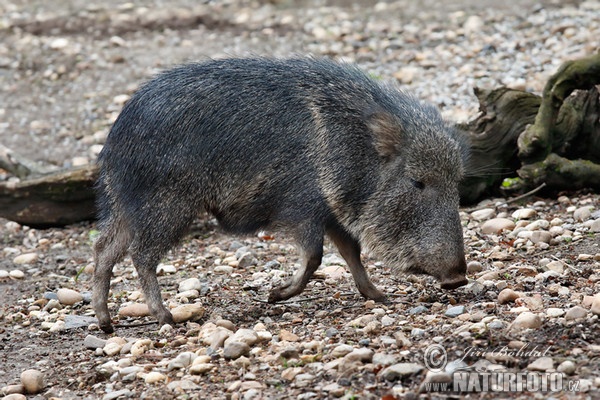 Pekari Wagnerův (Catagonus wagneri)