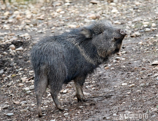 Pekari Wagnerův (Catagonus wagneri)