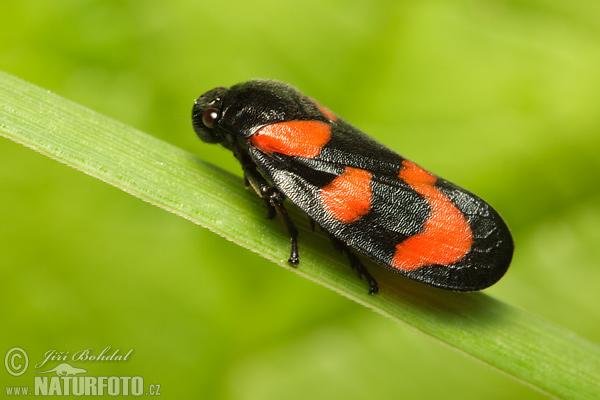 Peniarka nížinná (Cercopis sanguinolenta)