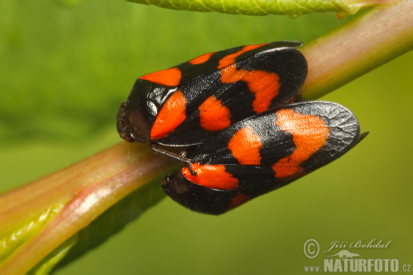 Peniarka nížinná (Cercopis sanguinolenta)