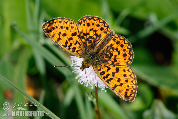 Perleťovec dvanáctitečný (Boloria selene)