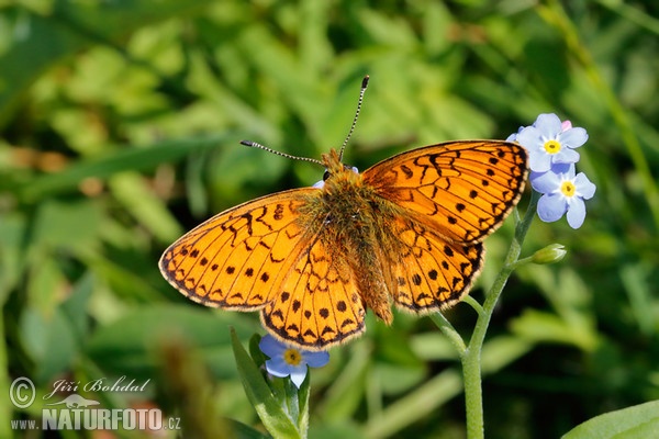 Perleťovec mokřadní (Proclossiana eunomia)