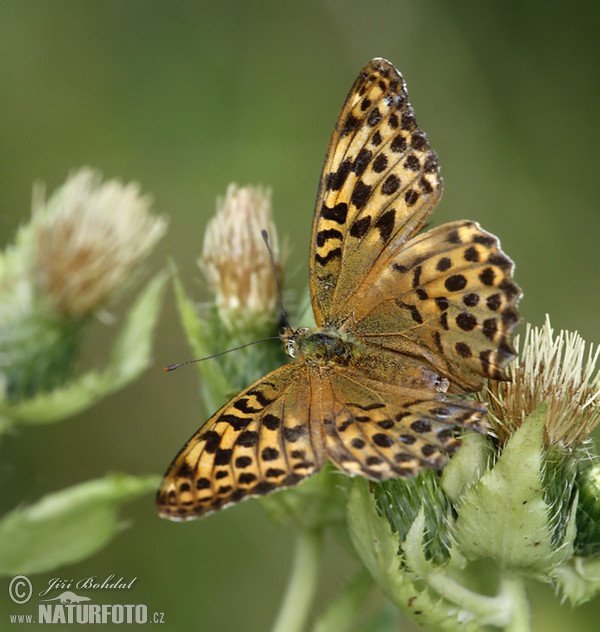 Perleťovec stříbropásek (Argynnis paphia)