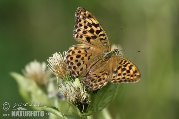 Perleťovec stříbropásek (Argynnis paphia)