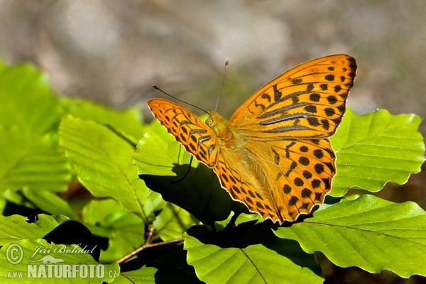 Perleťovec stříbropásek (Argynnis paphia)