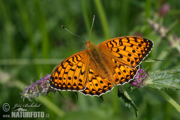 Perleťovec velký (Argynnis aglaja)