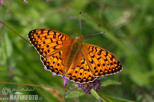 Perleťovec velký (Argynnis aglaja)