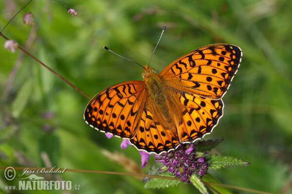 Perleťovec velký (Argynnis aglaja)