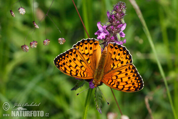 Perleťovec velký (Argynnis aglaja)