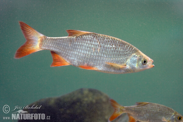 Perlín ostrobřichý (Scardinius erythrophthalmus)