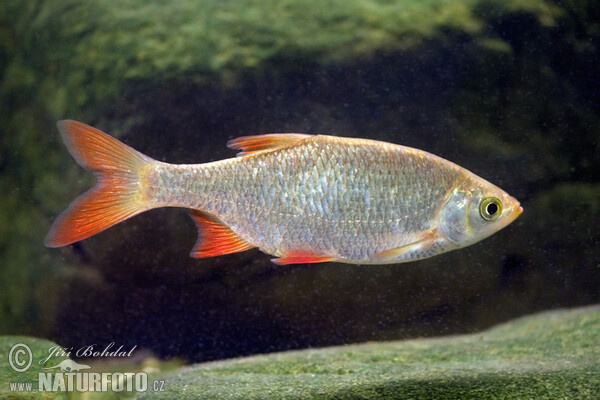 Perlín ostrobřichý (Scardinius erythrophthalmus)