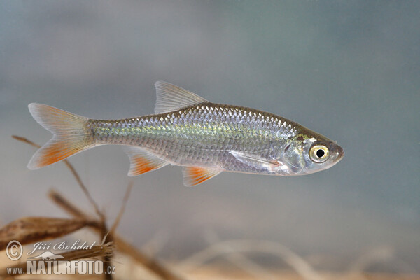 Perlín ostrobřichý (Scardinius erythrophthalmus)