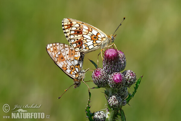Perlovec dvanásťškvrnný (Boloria selene)