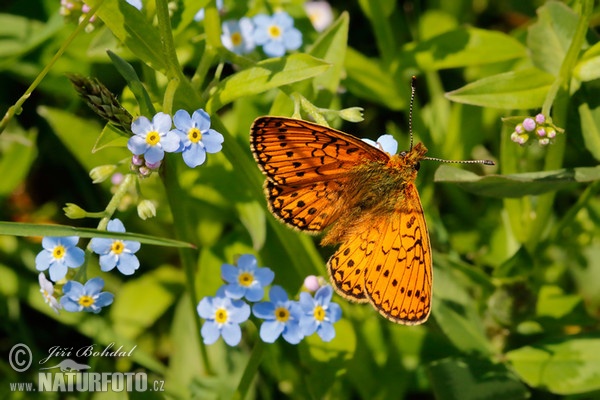 Perlovec močiarny (Proclossiana eunomia)