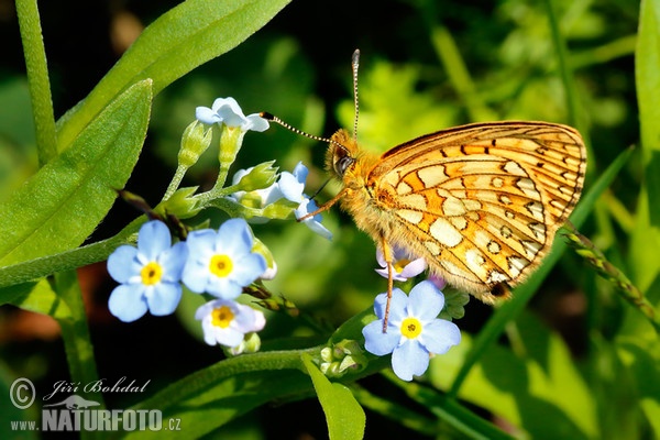 Perlovec močiarny (Proclossiana eunomia)