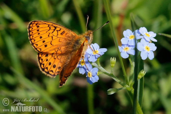 Perlovec močiarny (Proclossiana eunomia)