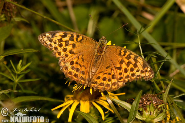 Perlovec striebristopásavý (Argynnis paphia)