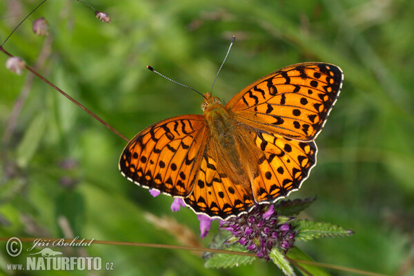 Perlovec veľký (Argynnis aglaja)