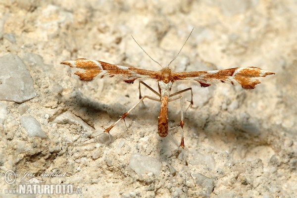 Pernatuška šípková (Cnaemidophorus rhododactyla)