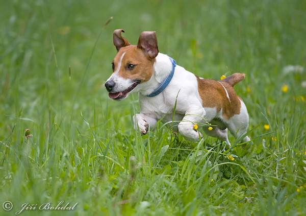 Pes domáci (Canis lupus familiaris)