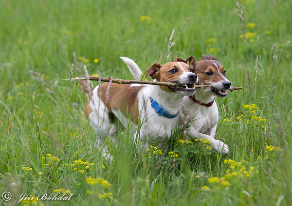 Pes domáci (Canis lupus familiaris)