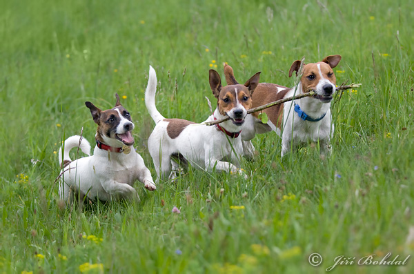 Pes domáci (Canis lupus familiaris)