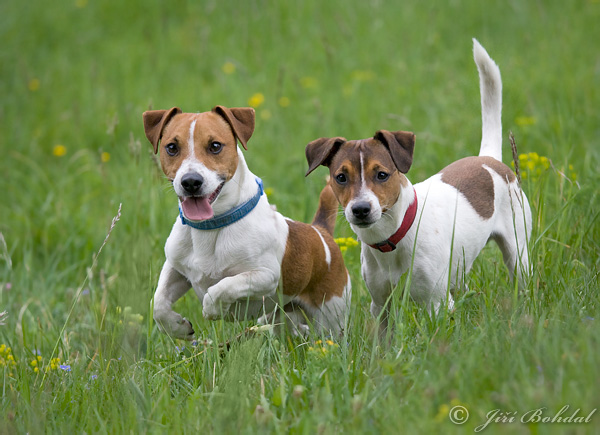 Pes domáci (Canis lupus familiaris)