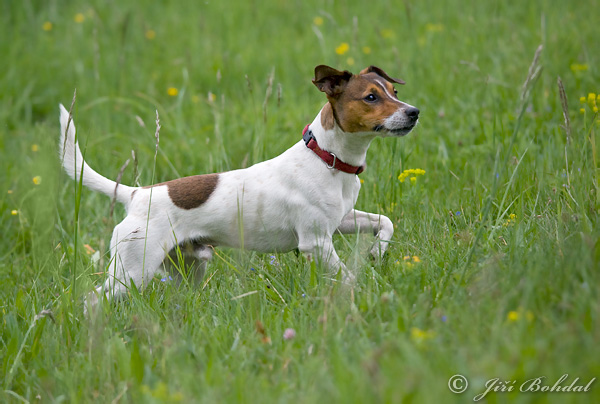 Pes domáci (Canis lupus familiaris)