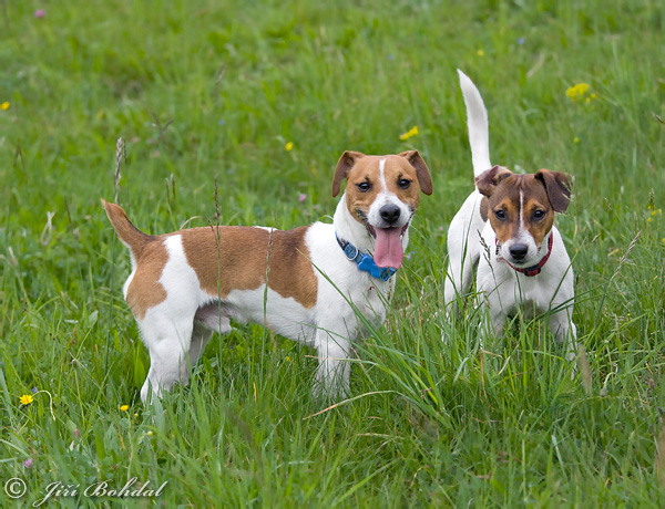 Pes domáci (Canis lupus familiaris)