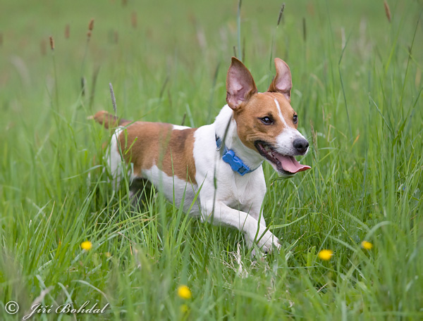 Pes domáci (Canis lupus familiaris)