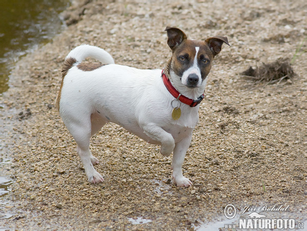 Pes domáci (Canis lupus familiaris)