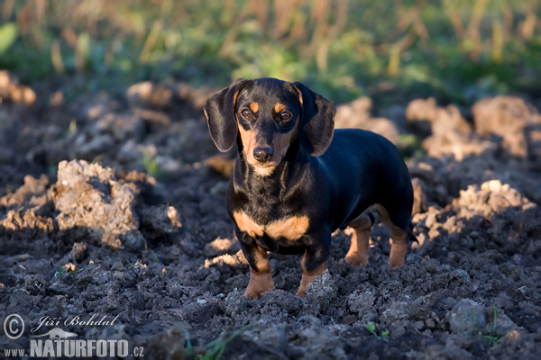 Pes domáci (Canis lupus familiaris)