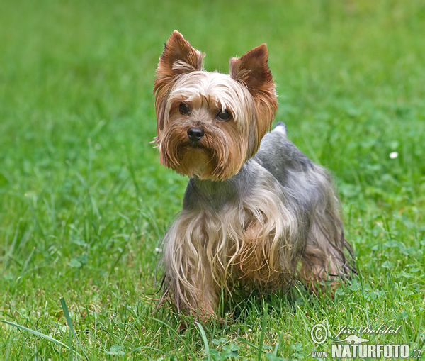 Pes domáci (Canis lupus familiaris)