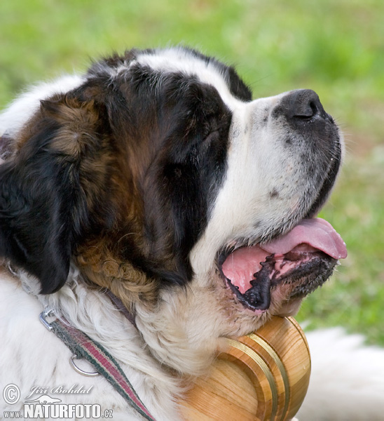 Pes domáci (Canis lupus familiaris)