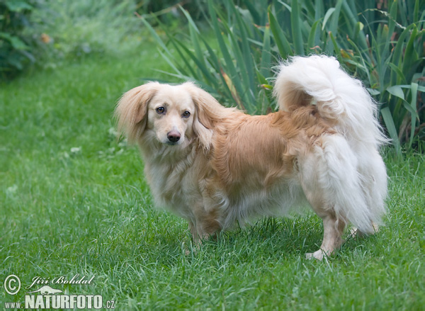 Pes domáci (Canis lupus familiaris)