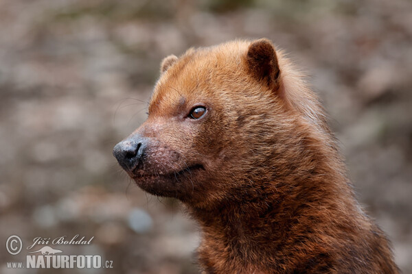 Pes pralesní (Speothos venaticus)