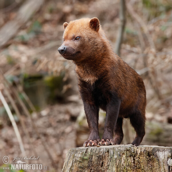 Pes pralesný (Speothos venaticus)