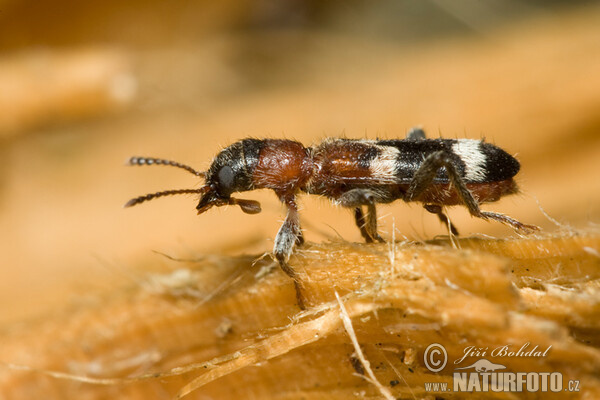 Pestrokrovečník mravenčí (Thanasimus formicarius)