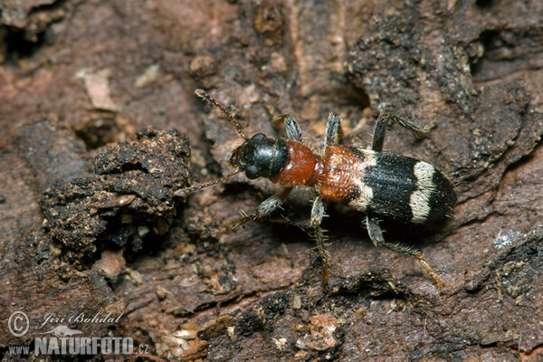 Pestroš mravcový (Thanasimus formicarius)