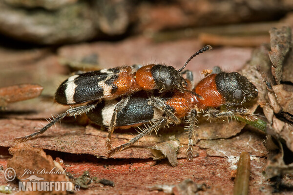 Pestroš mravcový (Thanasimus formicarius)