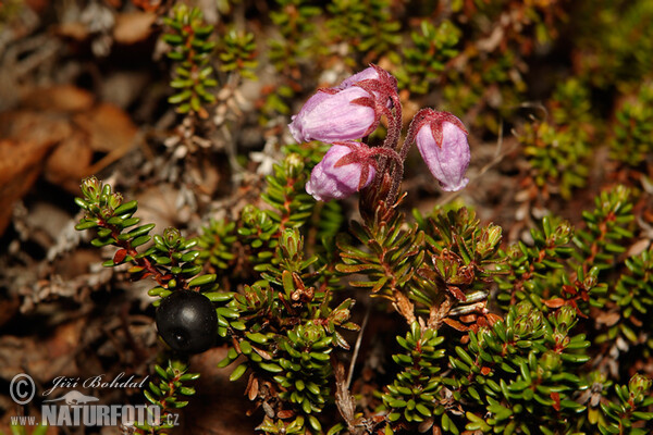 Phyllodoce namodralá (Phyllodoce caerulea)