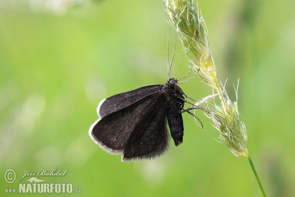 Piadivka krkošková (Odezia atrata)