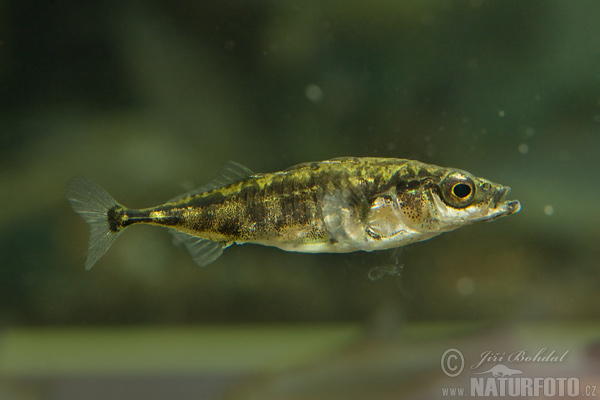 Pichľavka silná (Gasterosteus aculeatus)