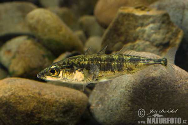 Pichľavka silná (Gasterosteus aculeatus)