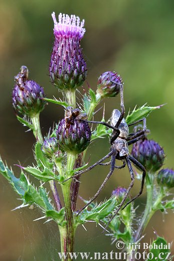 Pichliač roľný (Cirsium arvense)