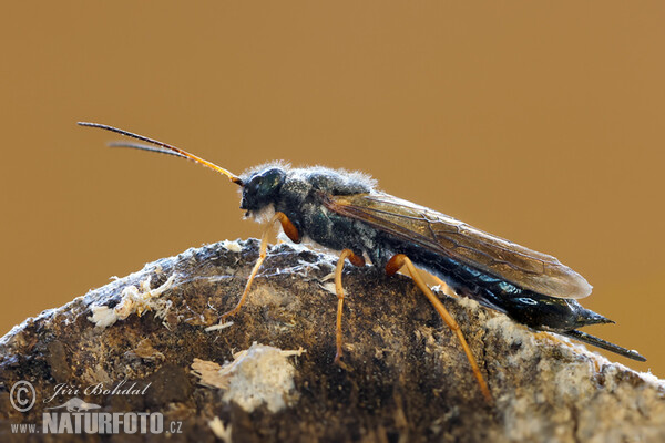 Pilořitka fialová (Sirex juvencus)